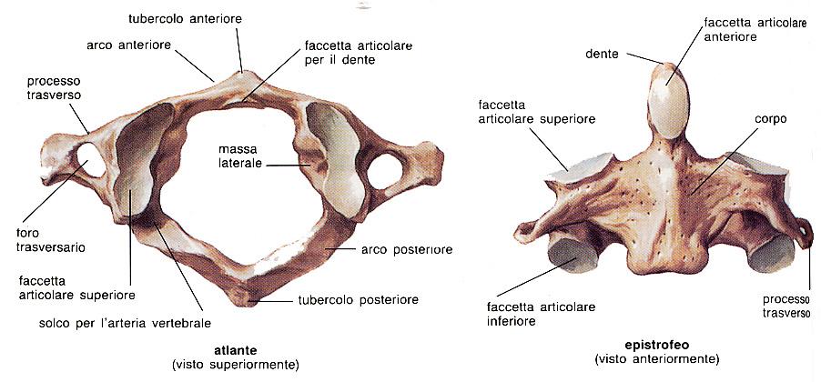 Caratteri differenziali delle vertebre cervicali.