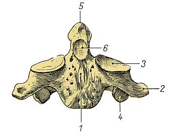 L epistrofeo La seconda vertebra cervicale, l epistrofeo, si
