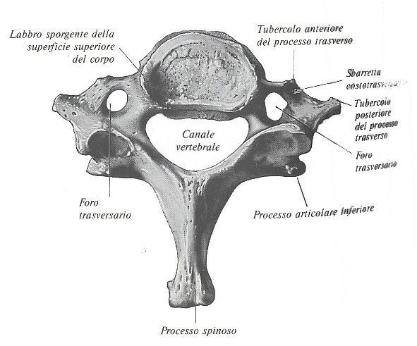 Detta vertebra prominente per la presenza di un processo spinoso lungo e sottile con alla sua estremità