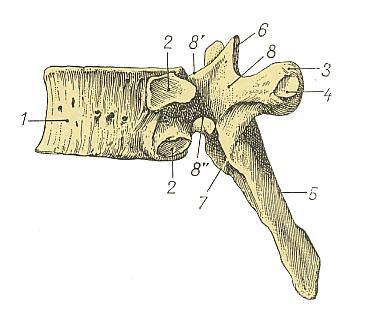 Caratteri generali delle vertebre toraciche Sulla superficie laterale del corpo si trovano faccette articolari per