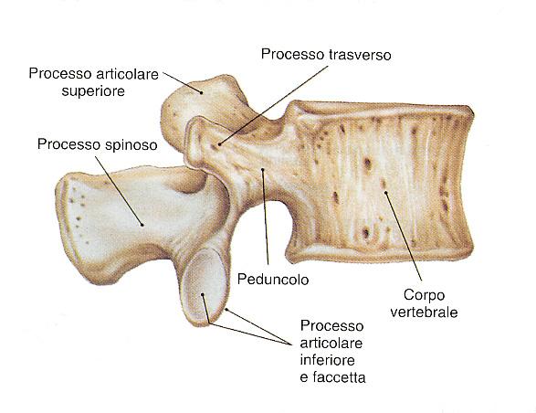 Le vertebre lombari In numero di 5, sono quelle di maggiori dimensioni.