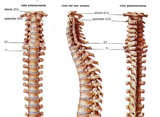 La colonna vertebrale