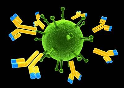6 Immuno-oncologia, una nuova arma contro il tumore del rene Se un batterio, un virus o un antigene tumorale invadono l organismo, il sistema immunitario si attiva per eliminare il corpo estraneo e,