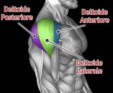 Deltoide: composto da 3 fasci: dal terzo laterale della clavicola (fascio anteriore), dal margine esterno dell acromion (fasci medi), dal margine