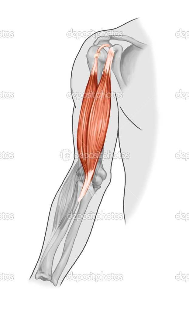 Bicipite: due capi di origine uno lungo laterale ed uno breve mediale. Quello lungo origina dalla tuberosità sovraglenoidea della scapola e si porta nel solco bicipitaledell omero.