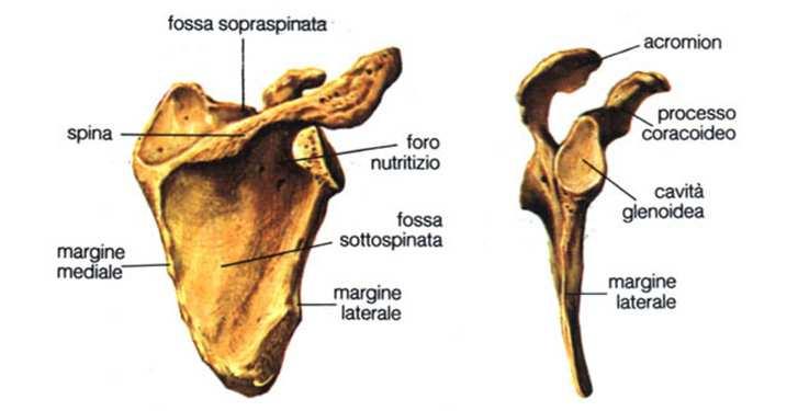 Cingolo scapolare Scapola: osso piatto triangolare, superiormente appoggiato alla gabbia toracica.