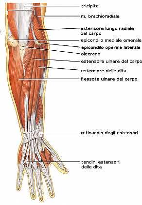Estensore comune delle dita: Origina dalla faccia posteriore dell epicondilo laterale dell omero e poi si divide in 3 fasci, di cui quello più laterale dà origine a due tendini, mentre gli altri solo