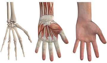 Muscoli della mano Si trovano tutti nella faccia palmare e si distinguono in 3