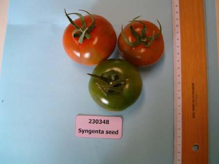 VARIETA : 230348 Syngenta seeds 8 C Insalataro Buona Medio Forma: Tondo Pezzatura: 50-90 g Colore: Verde scuro