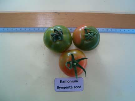 VARIETA : Kamonium Syngenta seeds 9 C - Testimone Insalataro Buona Medio Forma: Tondo Pezzatura: 60-80 g Colore: