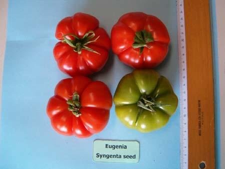 VARIETA : Eugenia Syngenta seeds 2 M TIPO DI SVILUPPO: Marmande Indeterminato Elevata Medio Forma: Appiattita-costoluta Pezzatura: 100-200 g