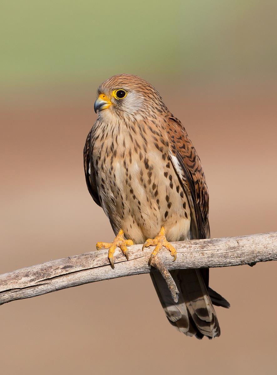 Grillaio (Falco naumanni