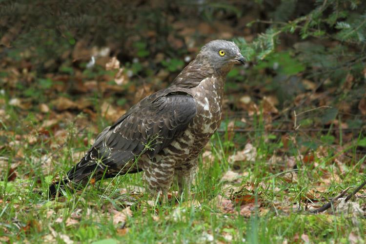 Falco pecchiaiolo (Pernis apivorus
