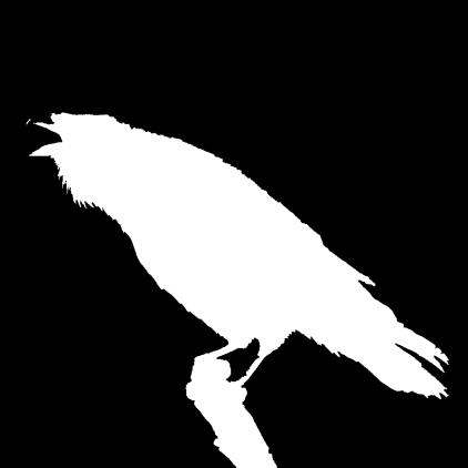 Corvo imperiale (Corvus corax Linnaeus, 1758) Primarie digitate Collo sporgente e becco ben