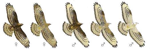 Falco pecchiaiolo (Pernis apivorus Lin.