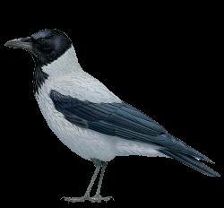 Cornacchia grigia (Corvus cornix Linnaeus, 1758) Capo con tinta nera Corpo