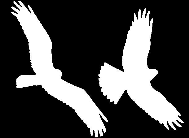 Falco di palude (Circus aeruginos, Linnaeus 1758) Punta dell'ala nera Capo color crema Corpo rossiccio L 43-55 cm, AA 130-155 cm Corpo e
