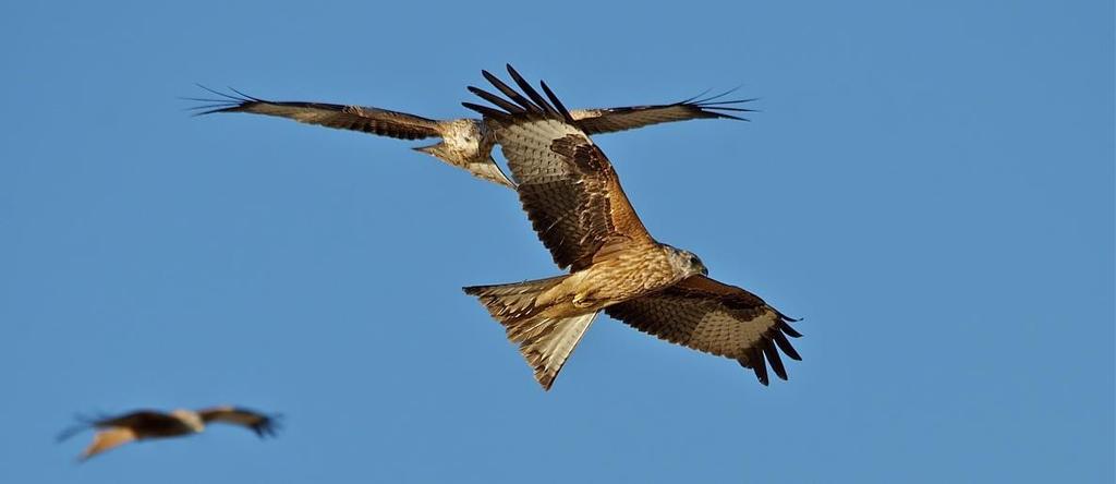 Abili volatori, muovono spesso coda e ali in volo utilizzandoli come