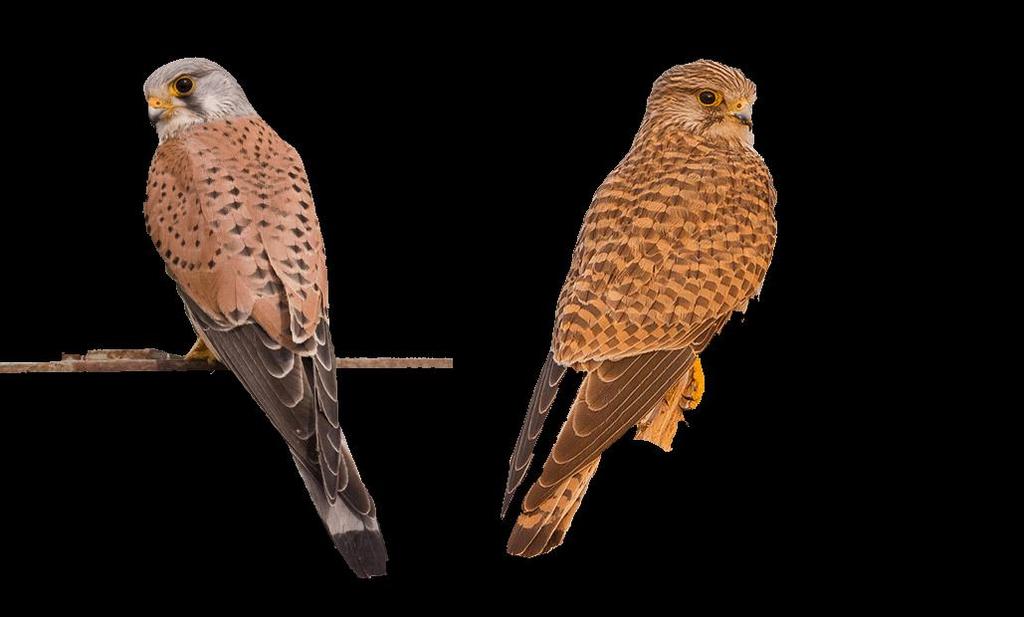 Gheppio (Falco tinnunculus Linnaeus, 1758) Piccolo falco con ali lunghe, strette alla base e arrotondate in punta. Coda lunga e stretta. Battiti alari meno veloci e potenti di altri falchi.