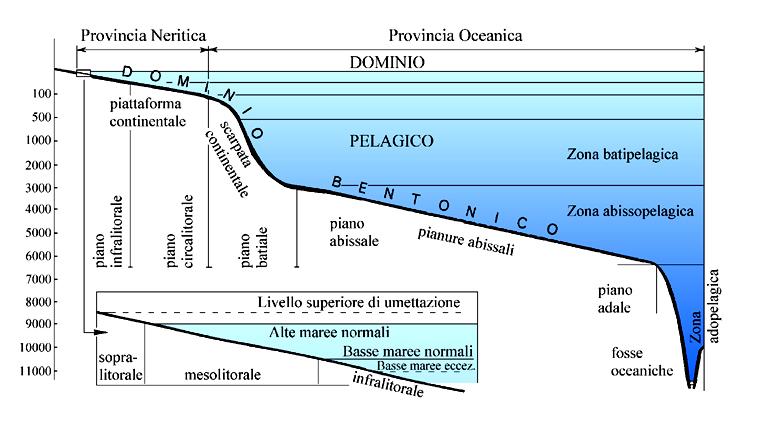 AMBIENTE MARINO Procedendo dalla linea di riva vs profondità maggiori si osserva una successione di variazioni ambientali che, pur con caratteristiche locali e regionali, presentano un andamento