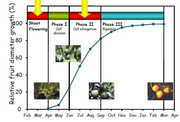 Tecniche di irrigazione deficitaria: Deficit Irrigation DI Regulated Deficit Irrigation RDI Partial root zone drying PRD Critical periods in citrus Deficit variabile per alcune fasi fenologiche