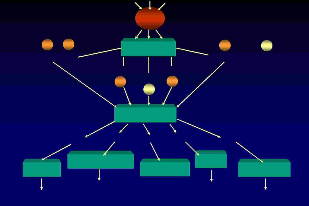 SNC + + AVP/CRH GnRH + ipotalamo PIF - ipofisi TRH + + - GHRH/somatostatina ACTH LH/FSH HPRL TSH GH