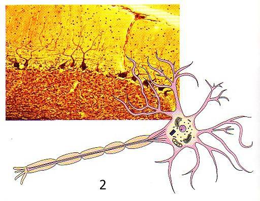 TESSUTO NERVOSO Il tessuto nervoso è formato da cellule specializzate chiamate neuroni I neuroni