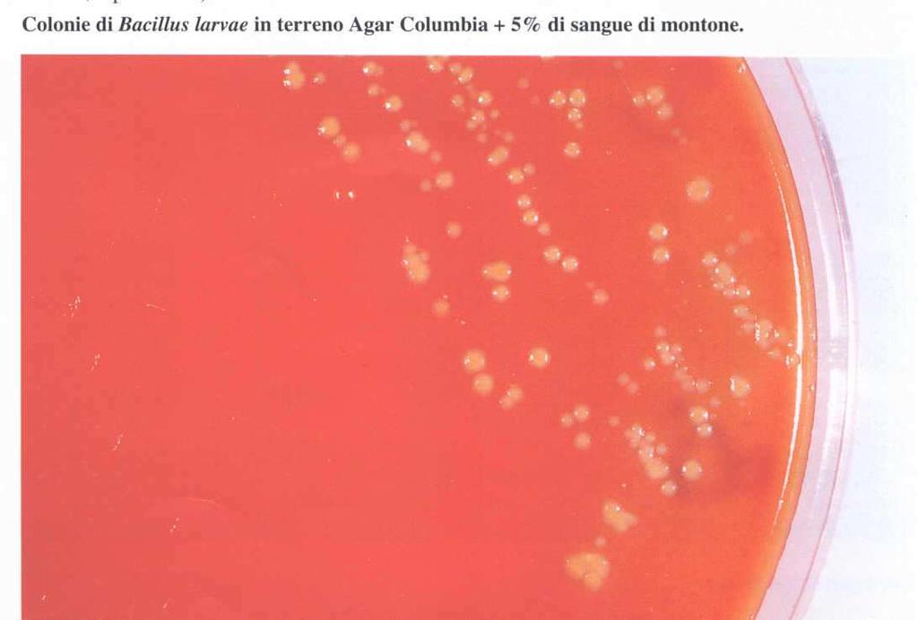 Paenibacillus larvae