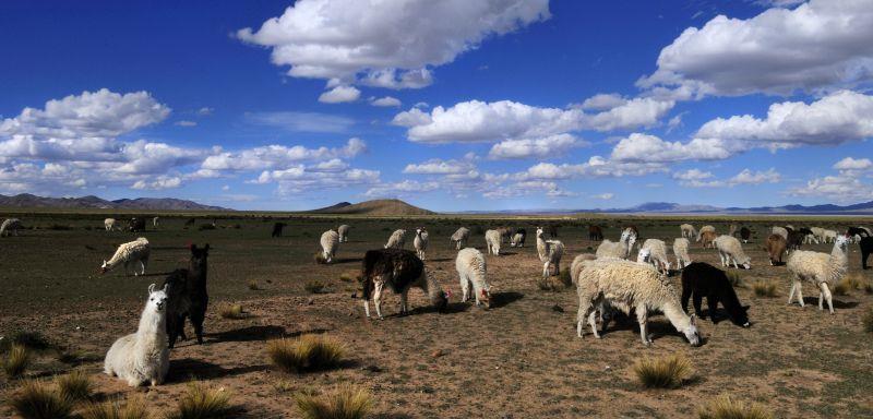 Giorno 10 - San Pedro de Atacama Gheyser del Tatio Valle della Luna - San Pedro de Atacama Partenza ore 5:00 per raggiungere il campo geotermico del El Tatio dove osservare le enormi colonne di