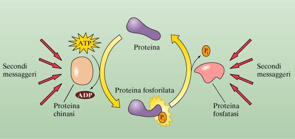 Regolazione delle proteine cellulari mediata dalla fosforilazione. Le proteina chinasi trasferiscono gruppi fosfato dall ATP ai residui di serina, treonina o tirosina su proteine substrato.
