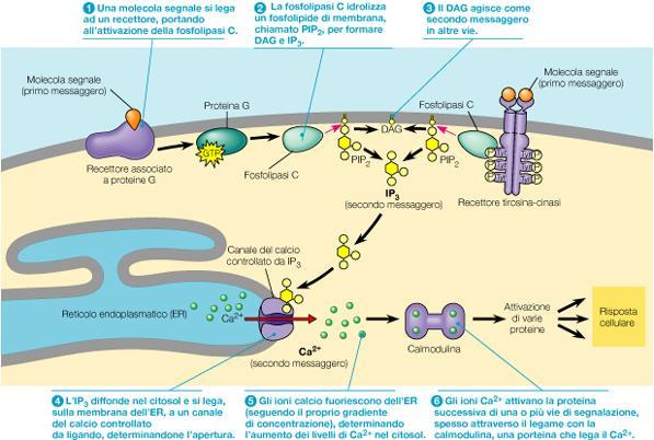 Il calcio e l inositolo trifosfato nelle vie di segnalazione. Gli ioni Ca 2+ e l IP 3 agiscono come secondi messaggeri in molte vie di trasduzione del segnale.