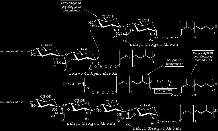 Peptidoglycan Biosynthesis (Part 3) EC 2.4.1.