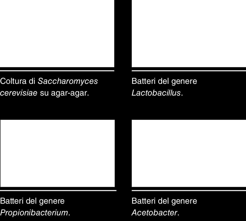 causano l alterazione dell alimento.