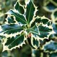 > L osmanto appartiene a una famiglia botanica diversa, le Oleacee (la stessa dell olivo) e produce in autunno fiorellini profumatissimi.
