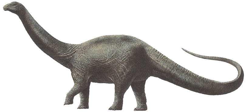 apatosauro DINOSAURO APATOSAURO SchedaNome italiano: Apatosauro (sauro ingannevol) Anno di scoperta: 1877 Scoperto da: O. C.