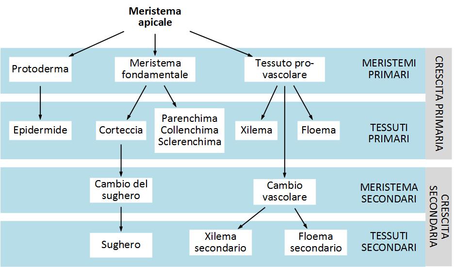 ORIGINE DEI