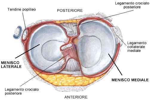 Dal punto di vista meramente anatomico, l articolazione femoro-tibiale è di non semplice classificazione, in quanto può essere descritta sia come un articolazione condiloidea che come un ginglimo