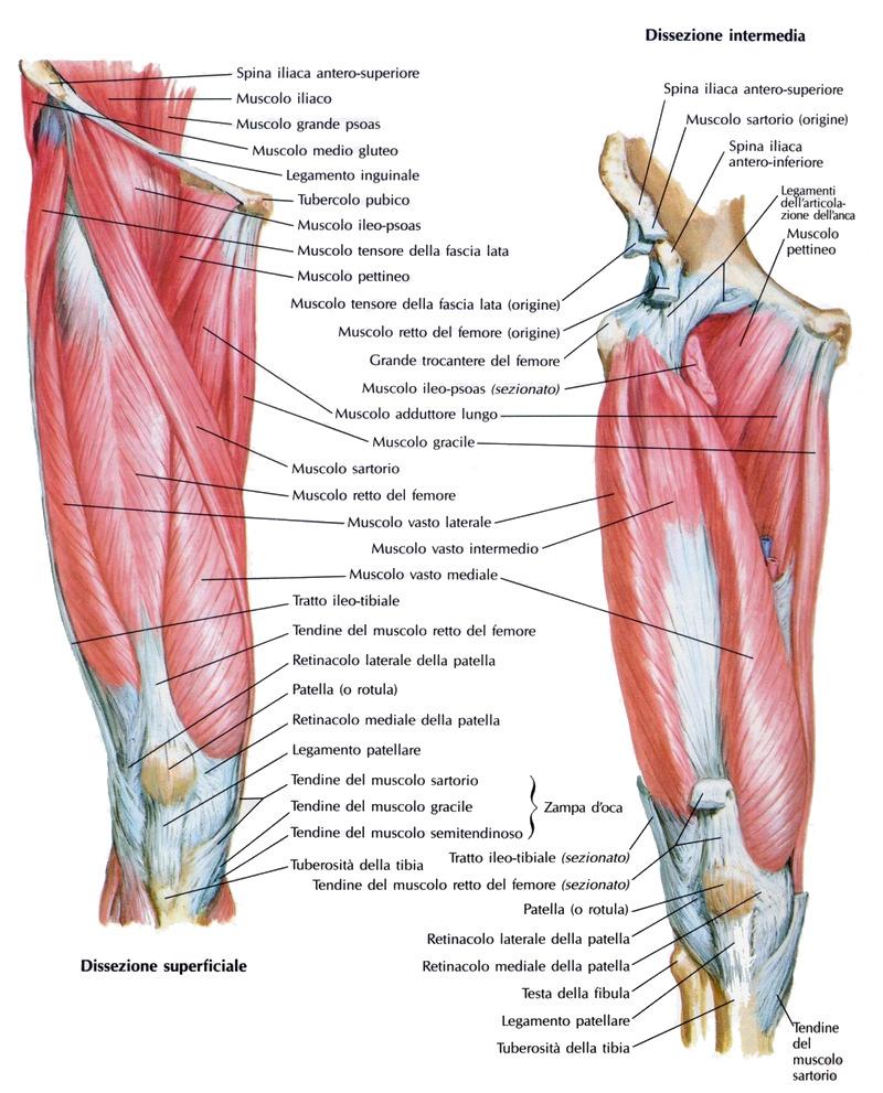 intertrocanterica e, seguendo la linea spiroide, si inserisce sul labbro mediale della linea aspra.