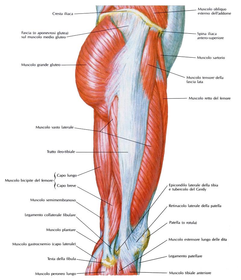 La bandelletta ileo-tibiale altro non è che un ispessimento della fascia lata, che si inserisce sul tubercolo di Gerdy e in minima parte sulla tuberosità tibiale.