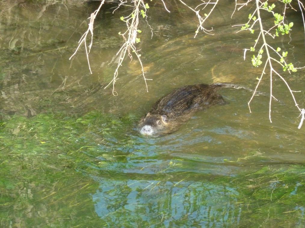 nutrie a monte di via