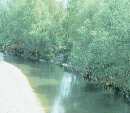 riempiti con massi, terreno e radici in grado di sviluppare condizioni favorevoli.