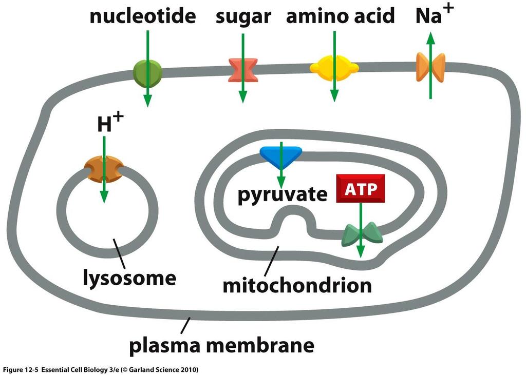 Permeabilità della membrana cellulare Le membrane cellulari sono quindi permeabili a molecole come ad esempio zuccheri,