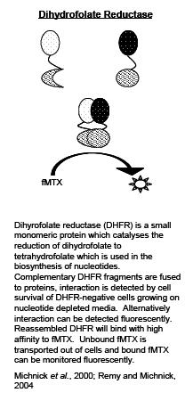 La catalizza la riduzione del diidrofolato in tetraidrofolato, importante per la biosintesi dei nucleotidi DHFR murina è separata in due frammenti: 1-105 e 106-186 L interazione tra le proteine