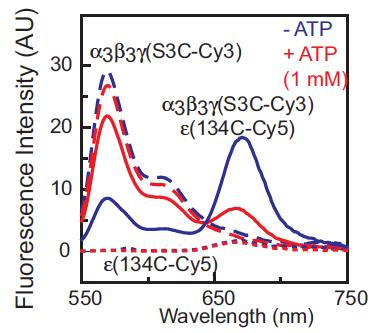 Spettri di fluorescenza (λ exc 532 nm) linea tratteggiata Assorbe a 530 nm