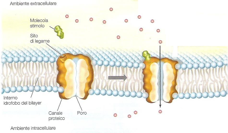 1. Una certa sostanza polare è più concentrata sul lato esterno della cellula rispetto a quello interno 2. Il legame con la molecola stimolo determina l apertura del poro 3.