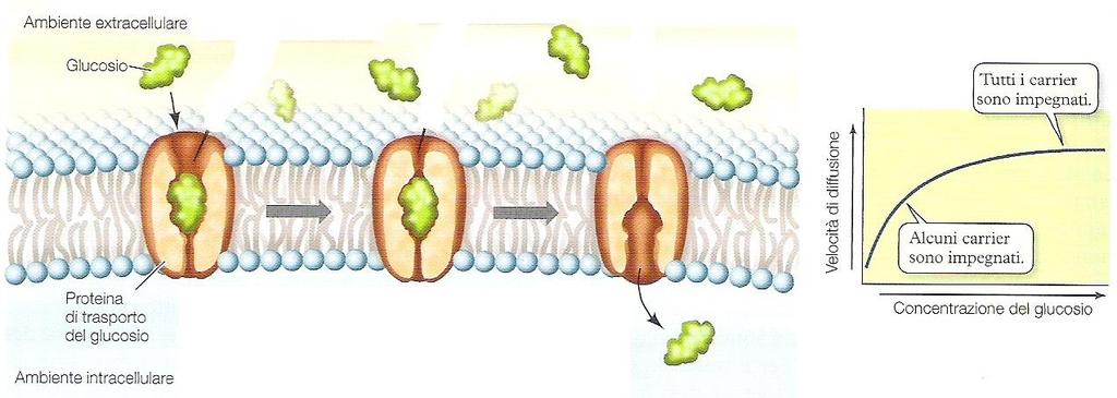 1. La proteina di trasporto ha un sito di legame per il glucosio 2. il glucosio si lega alla proteina 3. che di conseguenza cambia forma 5.