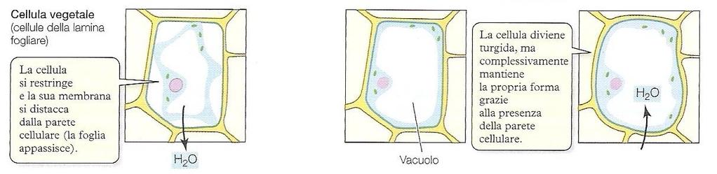 La cellula vegetale presenta una differente risposta alle variazioni della pressione osmotica esterna Mezzo ipertonico Il vacuolo centrale si contrae