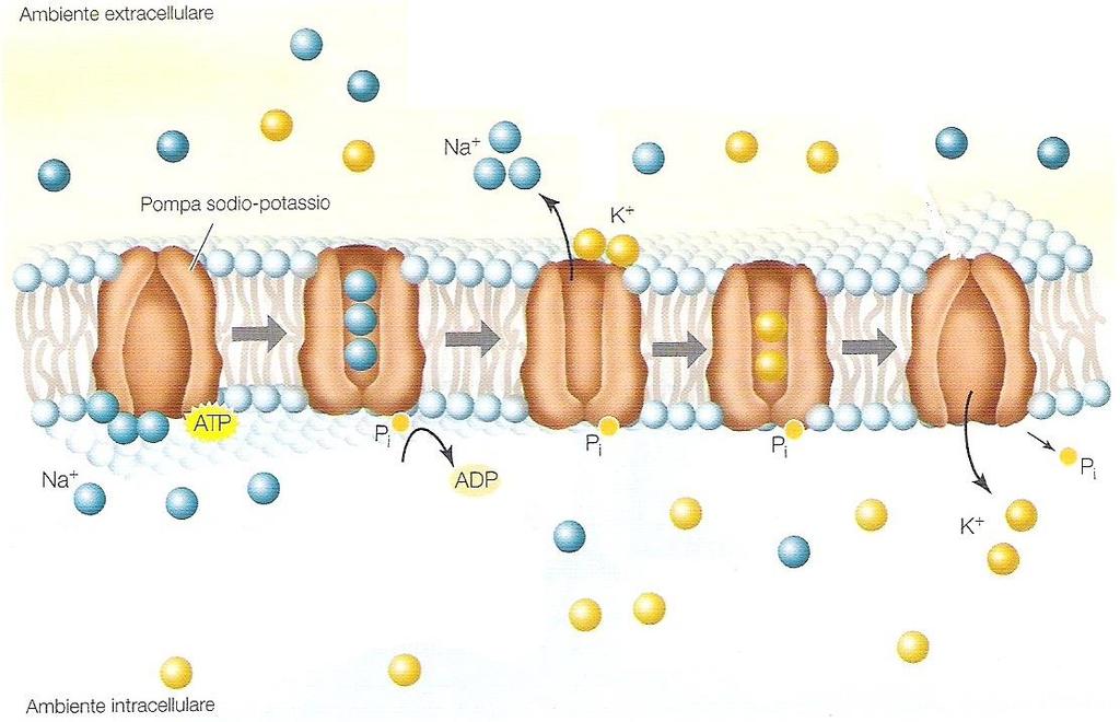 Tre ioni Na + e un ATP si legano alla pompa proteica 2. L idrolisi dell ATP attiva la pompa proteica e ne cambia la forma Trasporto attivo primario: la pompa sodio-potassio.