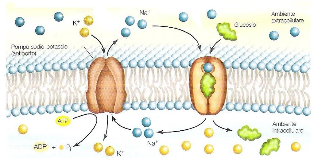 Trasporto attivo primario. La pompa sodio-potassio sposta Na + utilizzando l energia derivata dall idrolisi di ATP per stabilire un gradiente di concentrazione di Na +. Trasporto attivo secondario.