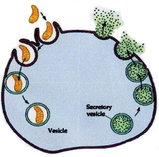 ENDOCITOSI La cellula circonda le particelle da introdurre con la membrana plasmatica (invaginazione o estroflessione) fino ad inglobarla in una vescicola che si fonderà con un lisosoma primario.